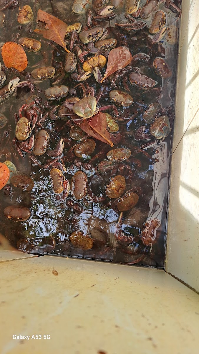 Maragomar Bar E Restaurante.-6